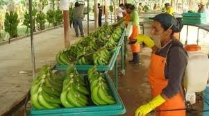 banano2
