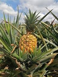 piña1