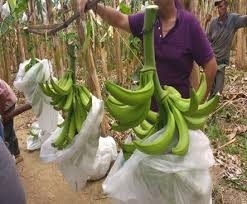 platano1