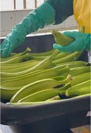platano3