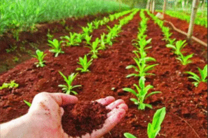 Diseño sin título (30)